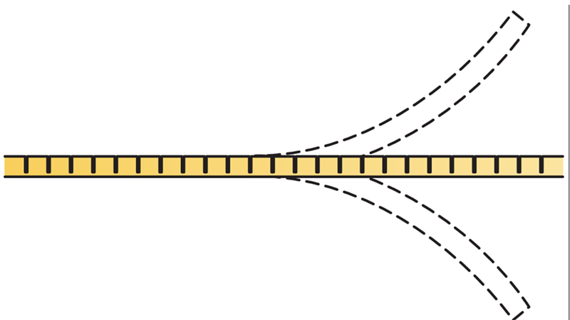 Focus Flexiform A